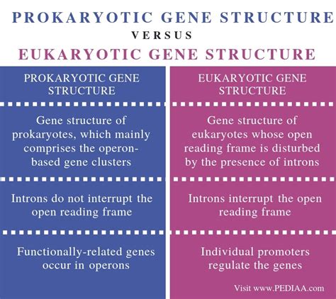 What is the Difference Between Prokaryotic and Eukaryotic Gene Structure - Pediaa.Com