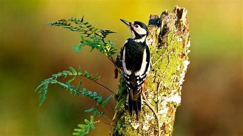 British Woodpeckers: Identification and Calls - Woodland Trust