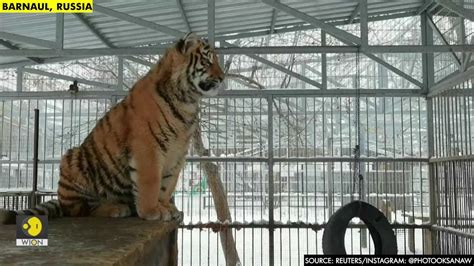 Watch 8-month old tiger sing in Russian zoo - Edge News