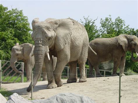 Come up and close with nature's beautiful animals at the Toronto Zoo ...