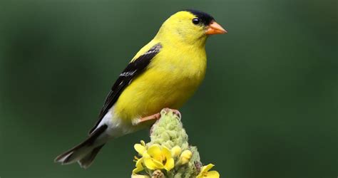 American Goldfinch Life History, All About Birds, Cornell Lab of ...