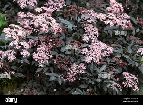 Sambucus nigra black beauty Stock Photo - Alamy