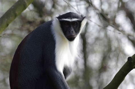 Meet the Planet's 25 Most Endangered Primates