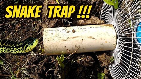 Easy Snake Trap Fantastic DIY Creative Snake Trap Technology That Work 100% Know What You Want ...