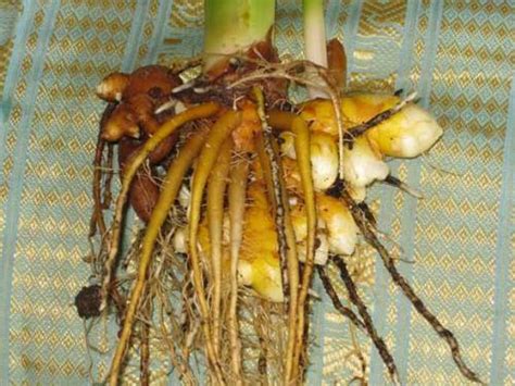 Homegrown Turmeric root : Green Journey Seeds