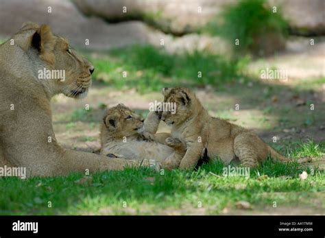 Mother Lion with Cubs Stock Photo - Alamy