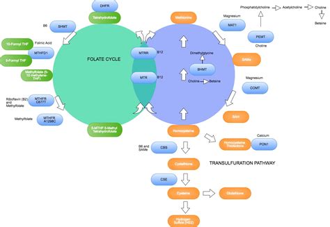 Here is where you can see the increased vitamin needs for SNPs that may cause reduced enzymatic ...