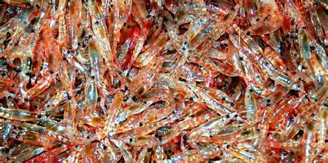 Russia laying groundwork for Antarctic krill harvesting | Intrafish