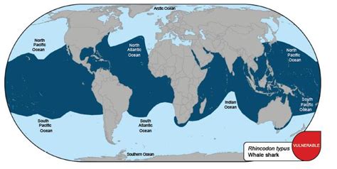 Whale Sharks | The Pew Charitable Trusts