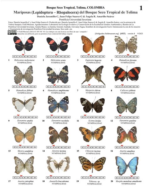 Butterflies (Lepidoptera – Rhopalocera) of the Tropical Dry Forest of ...