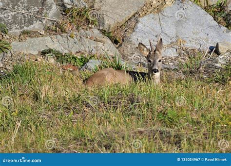 Roebuck with Antlers Walking and Jumping on the Meadow Rock Hill Stock Image - Image of deer ...