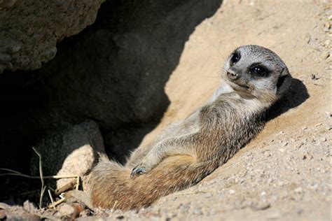 Meerkat Burrow Stock Photos, Pictures & Royalty-Free Images - iStock