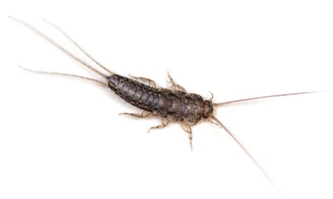 What are Silverfish Bugs? | Environmental Pest Management