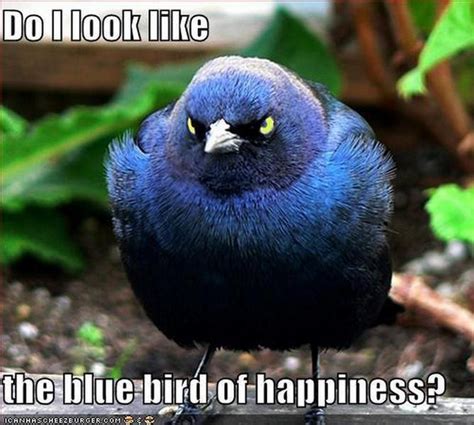 Angry Birds are real!!!!!!!!!! | Funny animals, Funny birds, Funny animal pictures