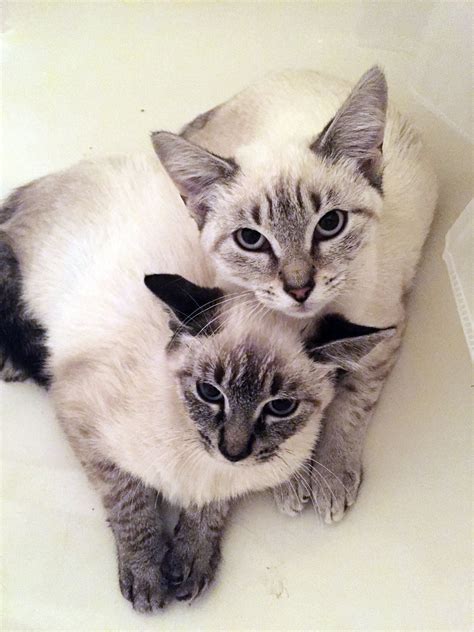 Siamese kittens must be adopted together - nj.com