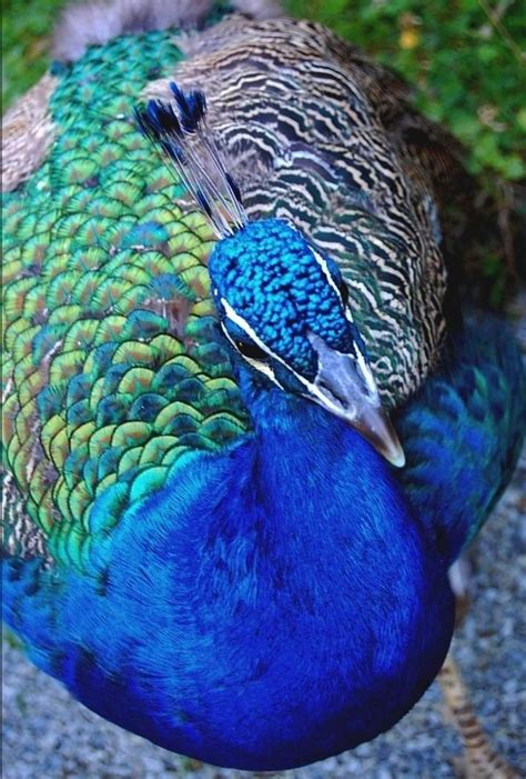 Indian Peacock 🦚 : r/peacocks