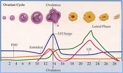 Optimizing Fertility Part I: Basal Body Temperature Charting - Raven and Wren Wellness