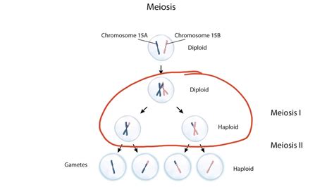 Imprinting and Uniparental Disomy for the USMLE Step 1 - YouTube