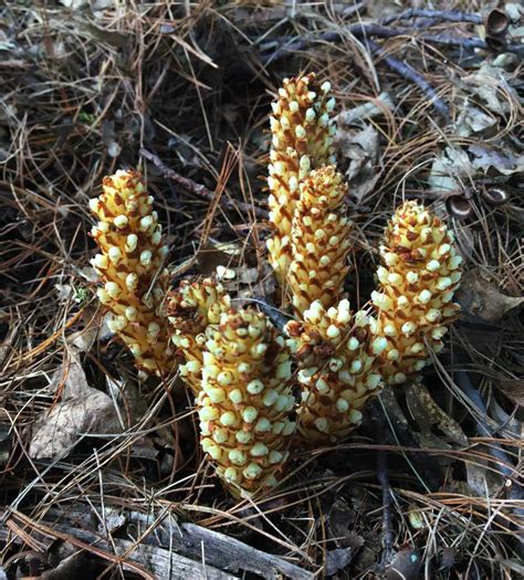 Forest Floor Plants | Trailside Museums and Zoo