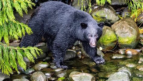 Black Bear Hunting - A Complete Guide | OutdoorWorld Reviews