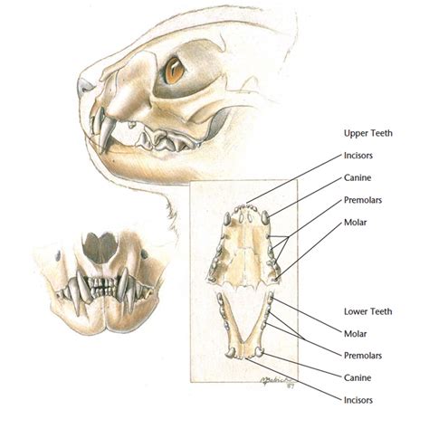 diagram of big cat teeth - Google Search | Cat anatomy, Cats, Cat skull