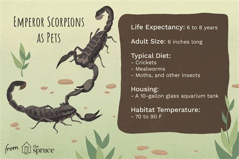 Should You Keep an Emperor Scorpion as a Pet?