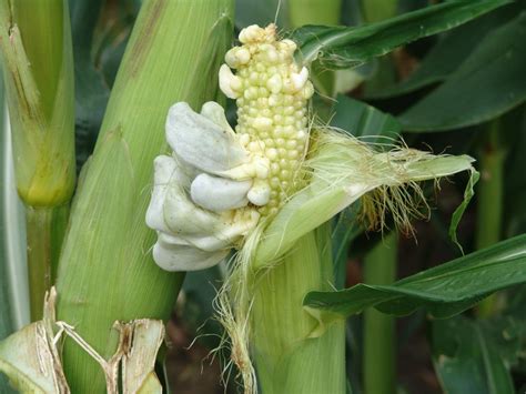 Several Corn Diseases Developing Across Nebraska | CropWatch ...