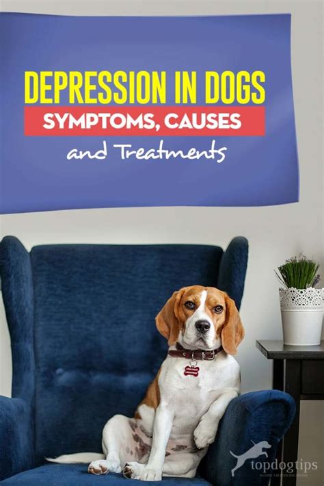 Depression in Dogs: Symptoms, Causes and Treatments