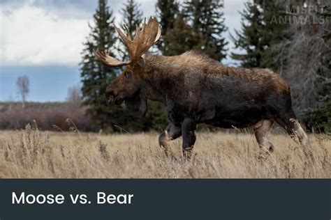 Moose Vs. Bear: Who Wins In A Fight? | Misfit Animals