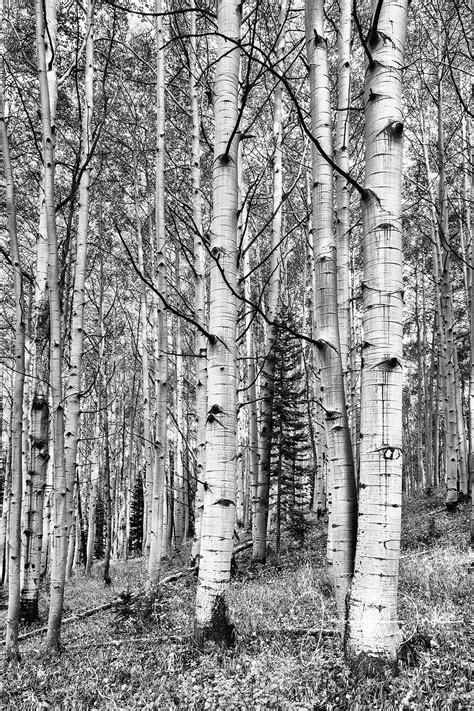 Tree Print Tree Photography Aspen Trees Aspen Tree Art | Etsy