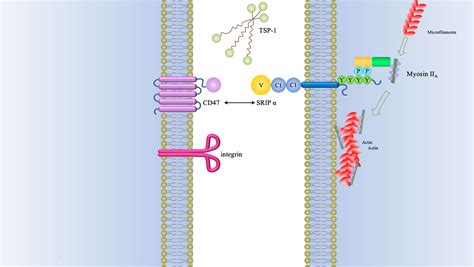 Frontiers | CD47 as a promising therapeutic target in oncology