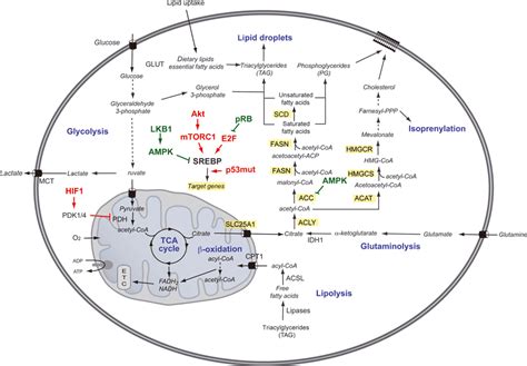 Lipid metabolism in cancer - Santos - 2012 - The FEBS Journal - Wiley Online Library