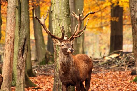 Are Deer Antlers Key to Peak Health? Not in the Way Putin Hopes | Inverse