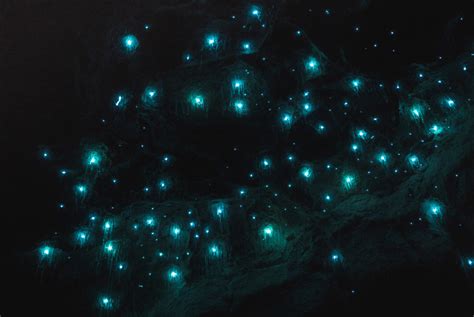 Glow Worms Gold Coast Australia- Experience Gold Coast's Glow Worms