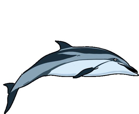 Dolphin Striped Dolphin Sticker - Dolphin Striped Dolphin Euphrosyne Dolphin - Discover & Share GIFs