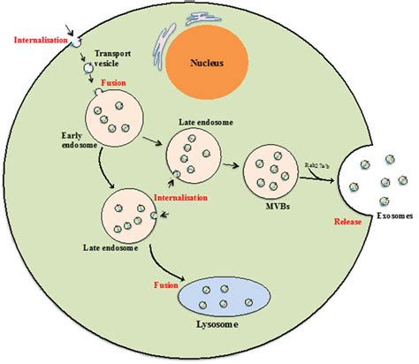 Exosome biogenesis. Beginning from internalization of membrane proteins... | Download Scientific ...