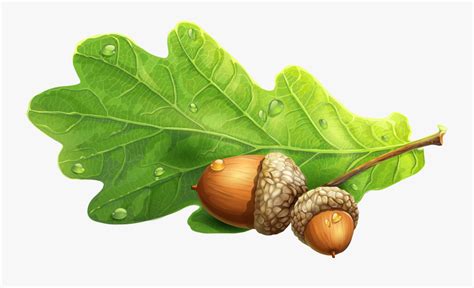 clipart acorns oak leaves 10 free Cliparts | Download images on Clipground 2024