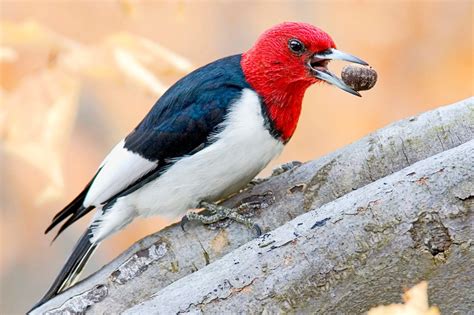 Red-Headed Woodpeckers: Redheads of the Bird World