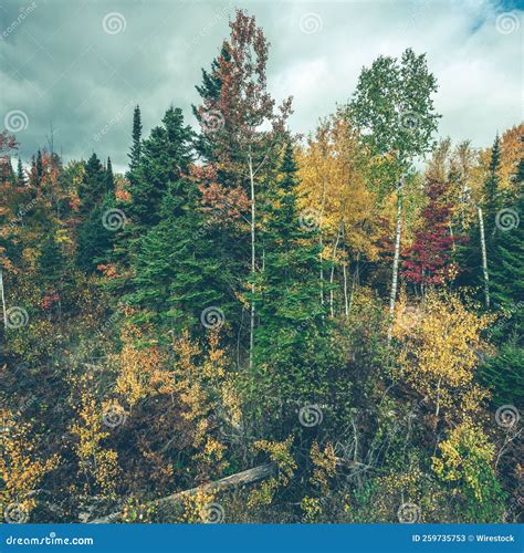 Beautiful Fall Colors in a Forest Stock Image - Image of colors ...