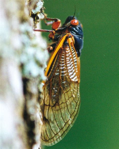 What's That Buzzing Noise? Cicadas In Bloom | Across America, US Patch