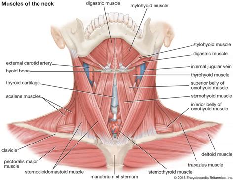 The Complete Guide to Neck Pain | Kinetic Labs