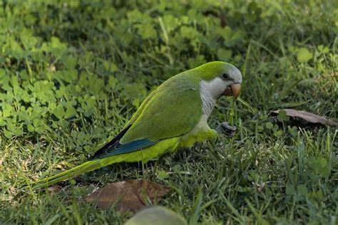 12 Beautiful Green Parrots