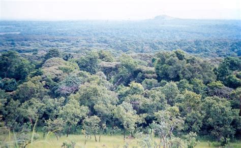 Kakamega Forest National Reserve