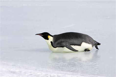 Prints of Emperor Penguin - sliding across ice. Snow hill island ...