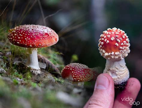 Amanita Muscaria Effects and Side Effects [Explained]