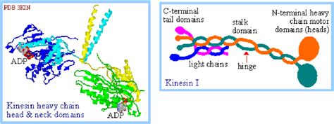 1: Kinesin secondary structure (left) and cartoon of the motor protein... | Download Scientific ...