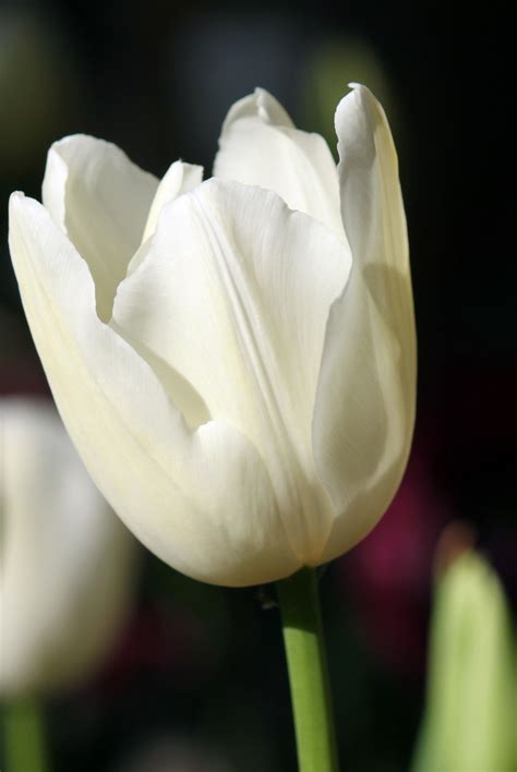 White Tulip Flower Free Stock Photo - Public Domain Pictures