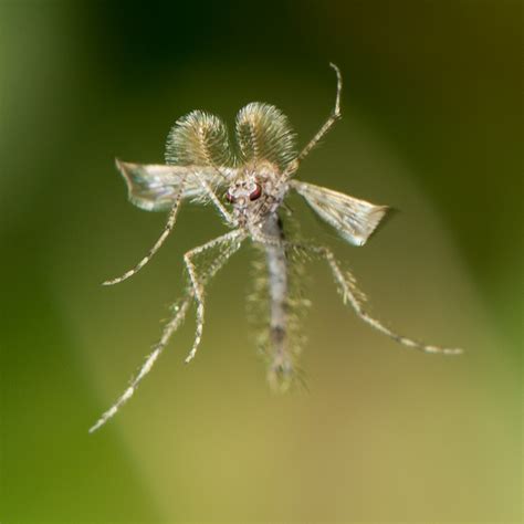 Using the Cognisys Insect Rig to Capture Images of Insects in Flight