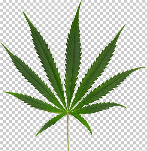 Kush Cannabis Sativa Cannabis Ruderalis Leaf PNG, Clipart, Bud ...