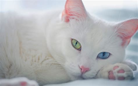 White cat green blue eyes wallpaper | 1920x1200 | #14555